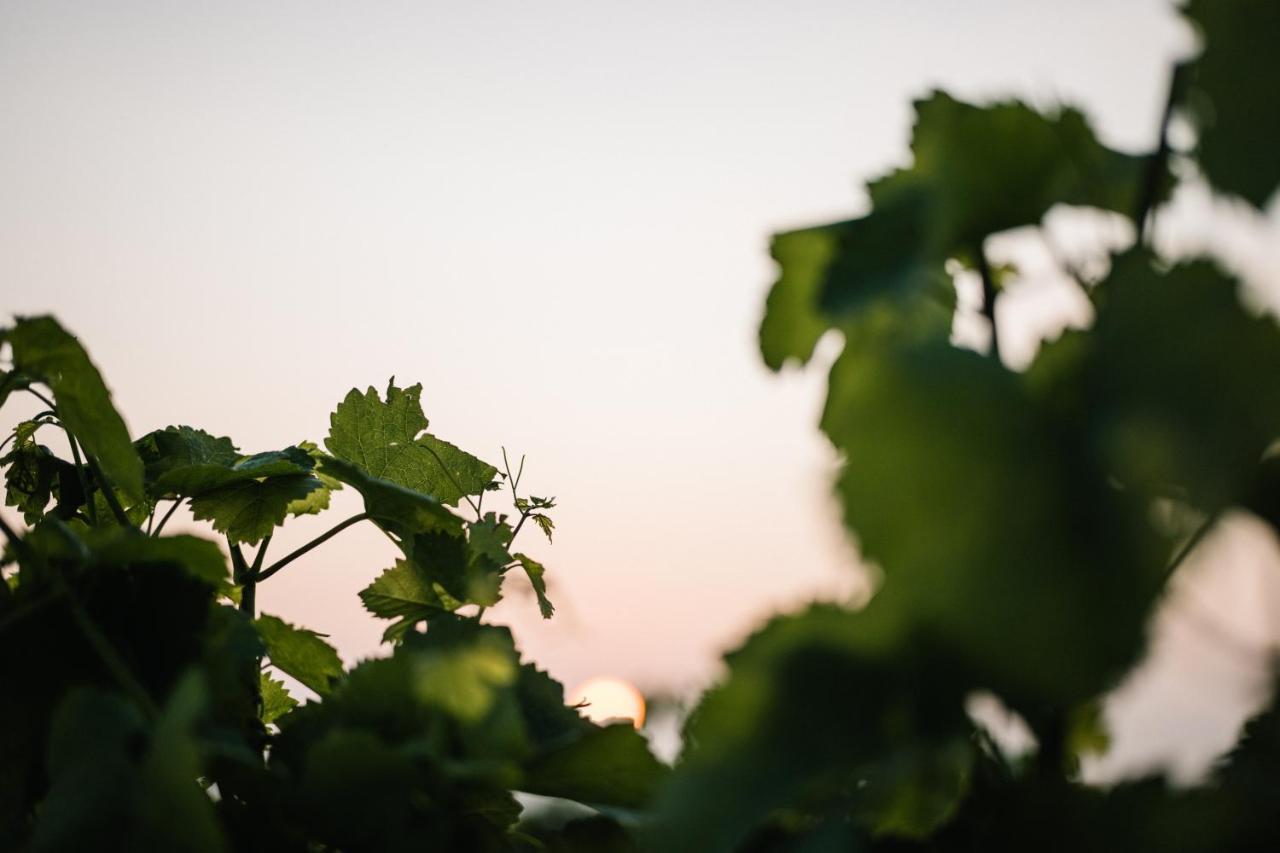 Weinzuhause Hotel-Restaurant-Vinothek Mommenheim Zewnętrze zdjęcie